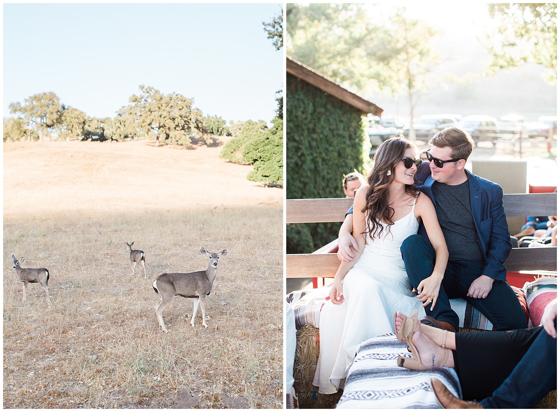 bride and groom portrait with deer in the distance